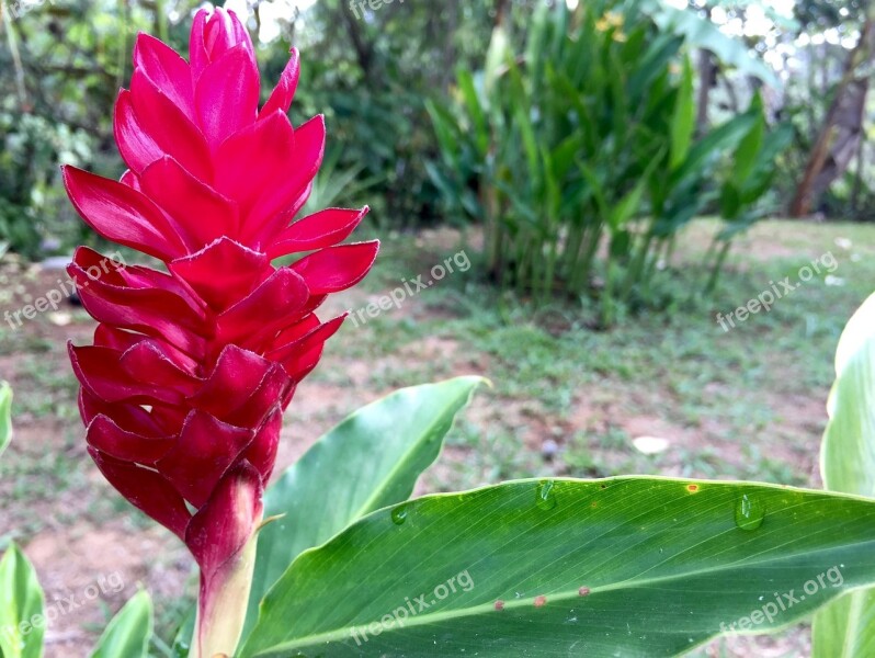 Flower Floral Red Leaf Foliage