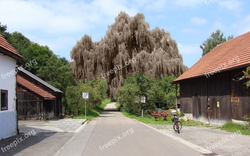 Hamlet Of Bergen Pasture Willow Family Salicaceae Gespenstig