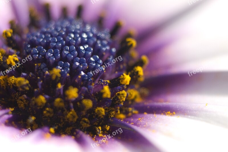 Osteospermum African Daisy Flower Macro Pollen