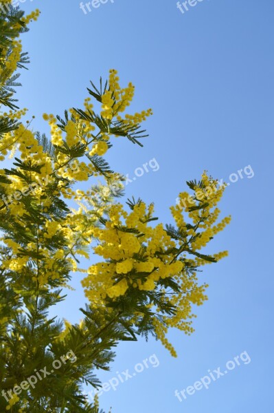 Mimosa Flower Yellow Yellow Flower Provence