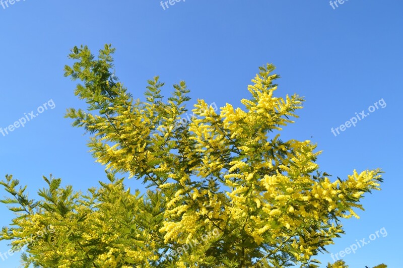 Mimosa Flower Yellow Yellow Flower Garden