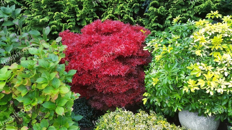 Scarlet Japanese Maple October Plant Autumn