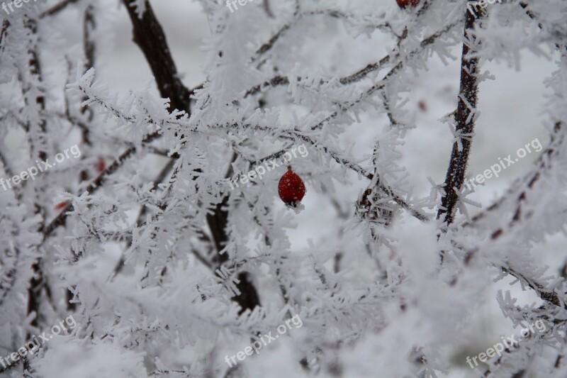 Arrow Winter Snow Icing Free Photos