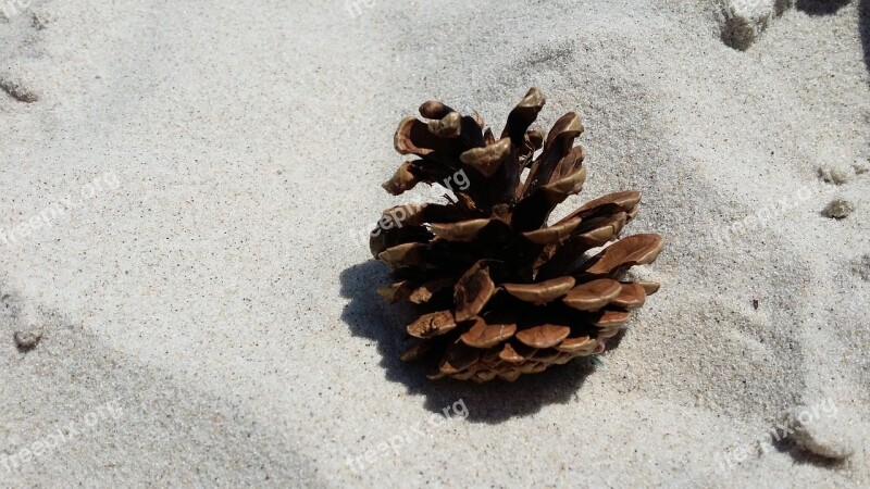 Sand Beach Pine Cone Nature Free Photos