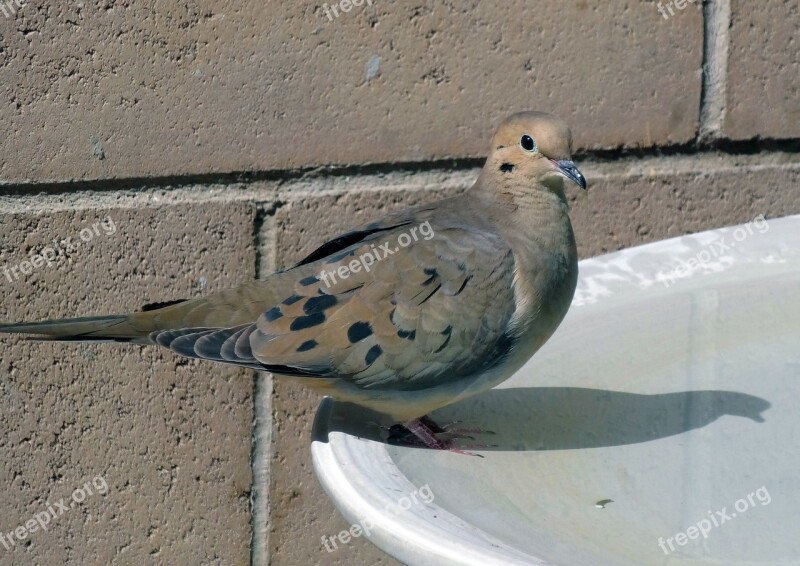 Morning Dove Dove Desert Dove Bird Wildlife