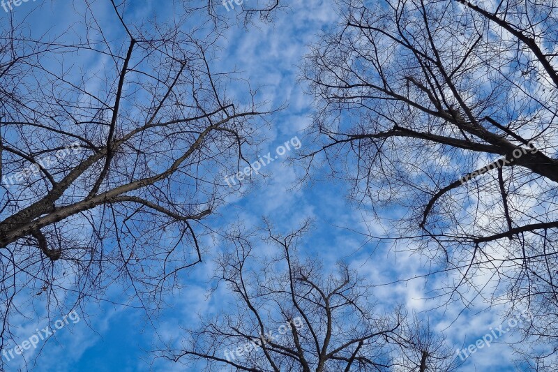 Trees Winter Forest Nature Landscape