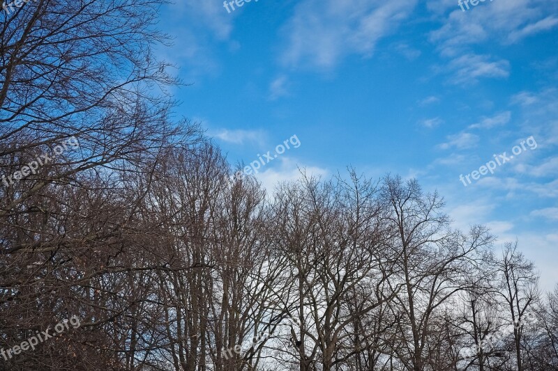 Trees Winter Forest Nature Landscape