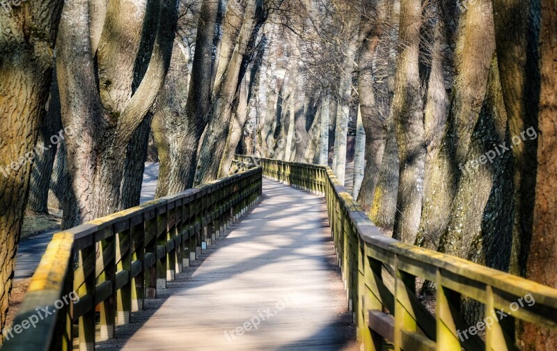 Web Bridge Wooden Bridge Park Nature