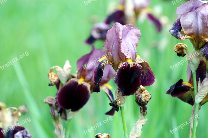 Irises Garden Irises Burgundy Irises Green Background Garden Flowers