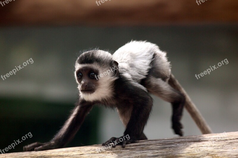 Eastern Colobus Gveretsa Colobus Guereza Primacy Monkey