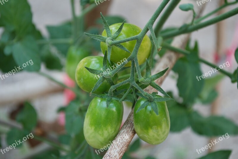 Tomato Vegetable Kitchen Garden Food Vitamin