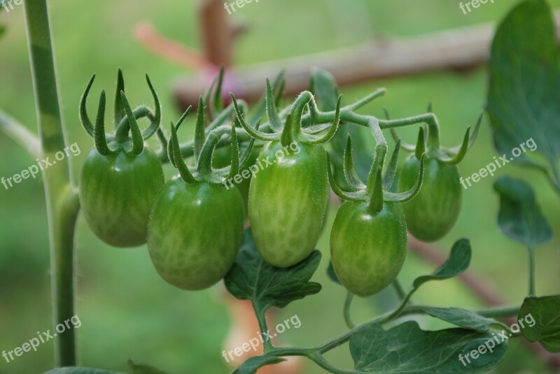 Tomato Vegetable Food Vitamin Article Nafut