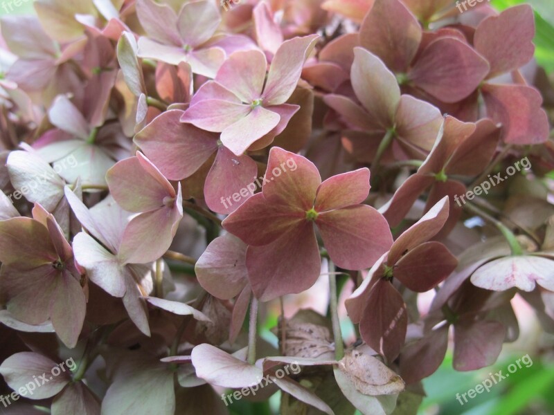 Hydrangea Flower Nature Flora Garden