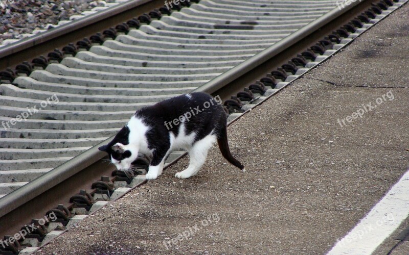 Cat Mieze Rails Hamlet Of Bergen Brenz Railway