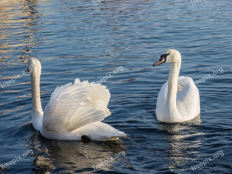 Swan Sea Water Bird White