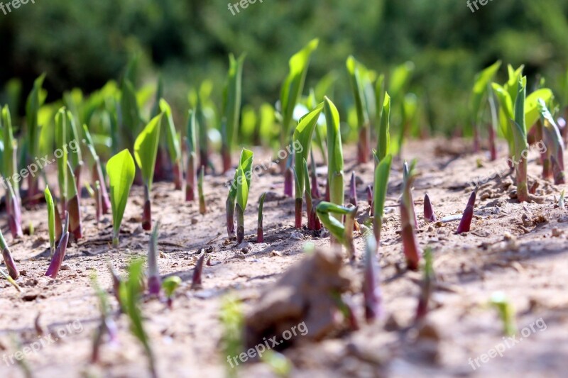 Sprout Bustling With Life Spring Free Photos