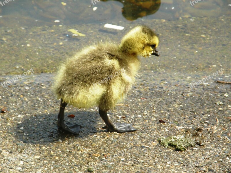 Gosling Cute Bird Yellow Young