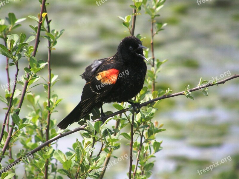 Blackbird Bird Nature Black Feather