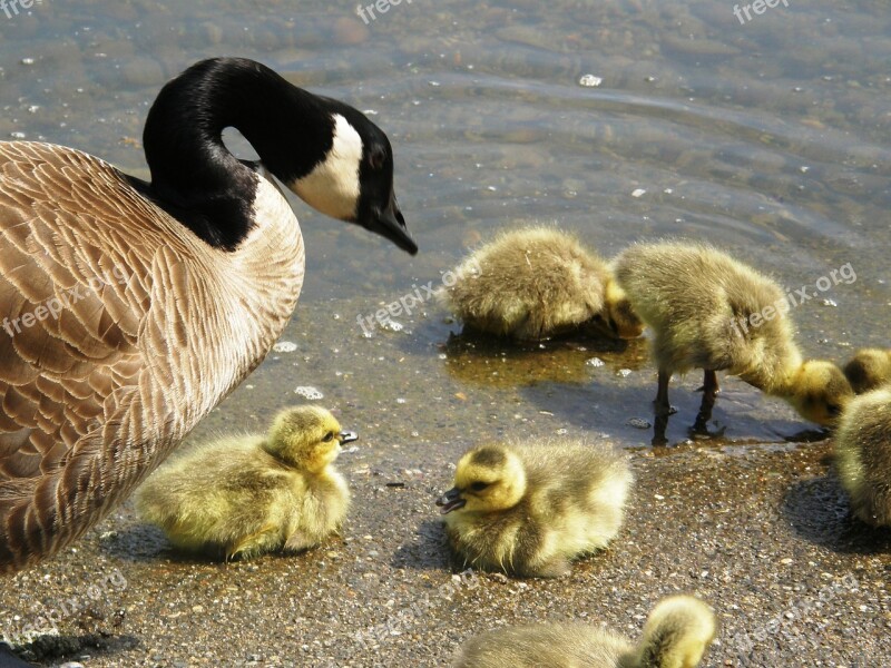 Goose Goslings Bird Nature Young