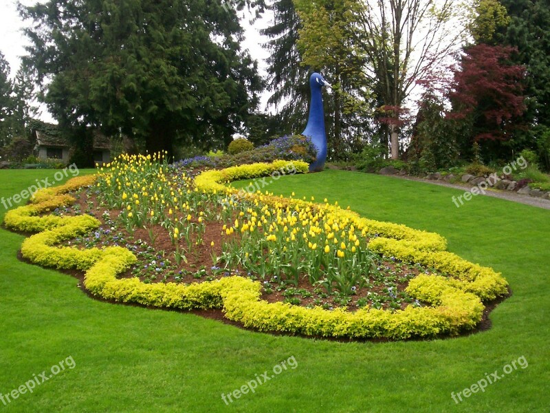 Peacock Garden Outdoor Colorful Flowers