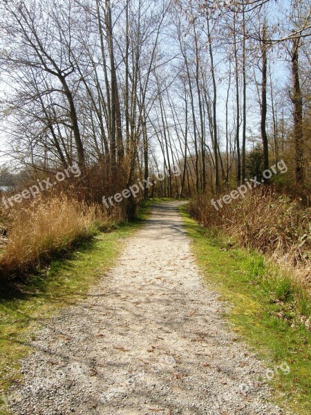 Path Woods Forest Trail Tree