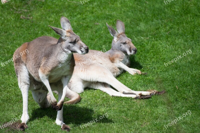 Marsupial Zoo Kangaroos Nature Sweet