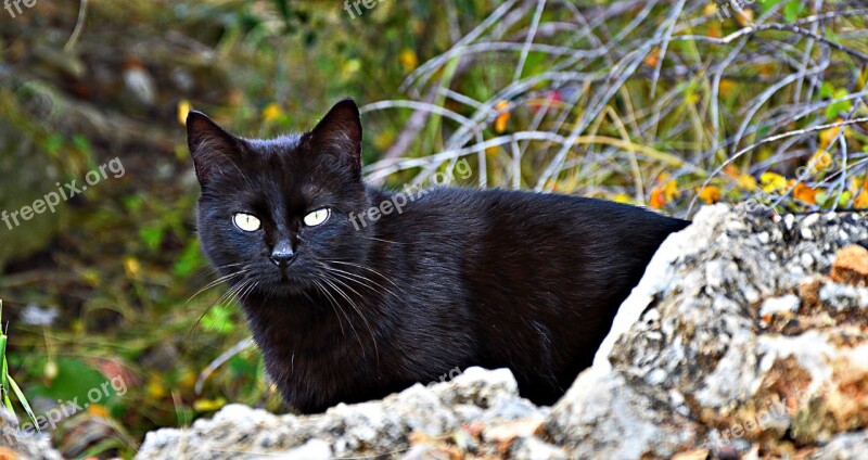 Cat Black Cat's Eyes Attention Free Photos