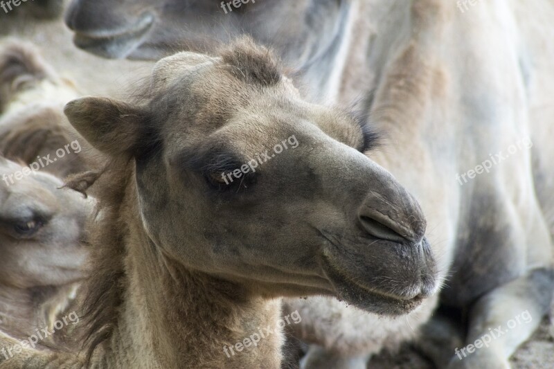 Camel Desert Desert Climate Hump Water Hump