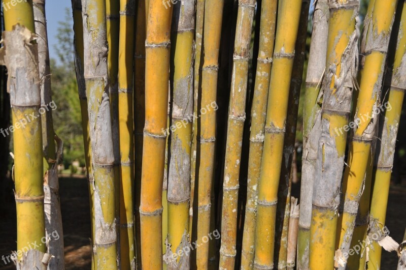 Bamboo Botany Asia Nature Plant