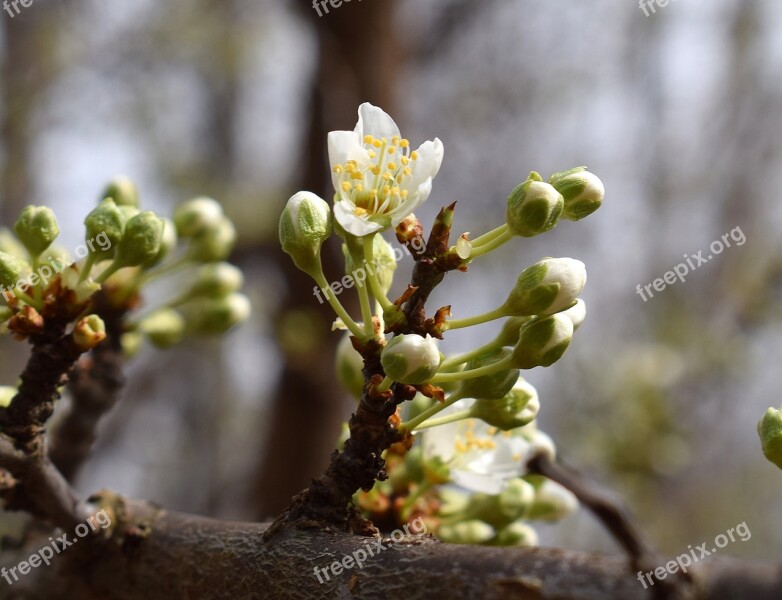 Cherry Blossoms Bud Blossom Bloom Flower