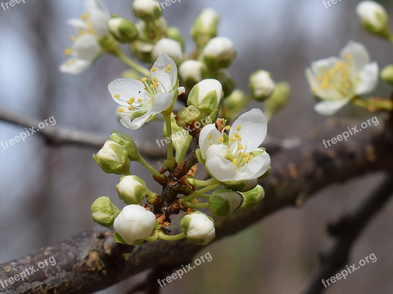 Cherry Blossoms Bud Blossom Bloom Flower