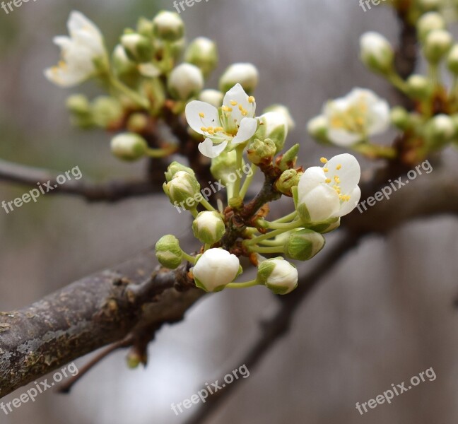 Cherry Blossoms Bud Blossom Bloom Flower