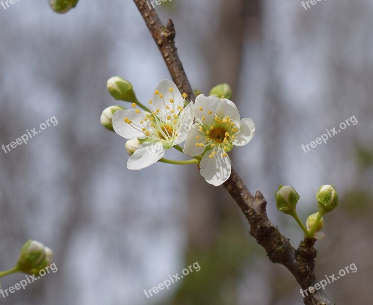 Cherry Blossoms Bud Blossom Bloom Flower