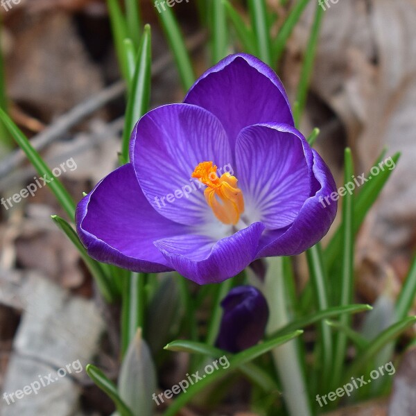 Crocus Flower Blossom Bloom Garden