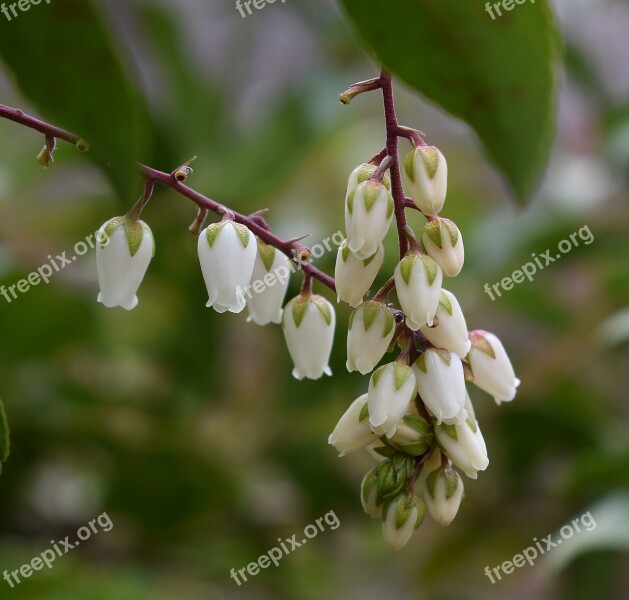 Andromeda Flowers Piéris Andromeda Shrub Flower