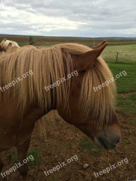 Horse Icelandic Pasture Free Photos