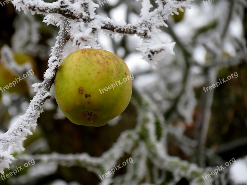 Apple Winter Ripe Hoarfrost Nature