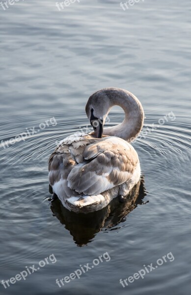 Swan Sea Nature Water Lake