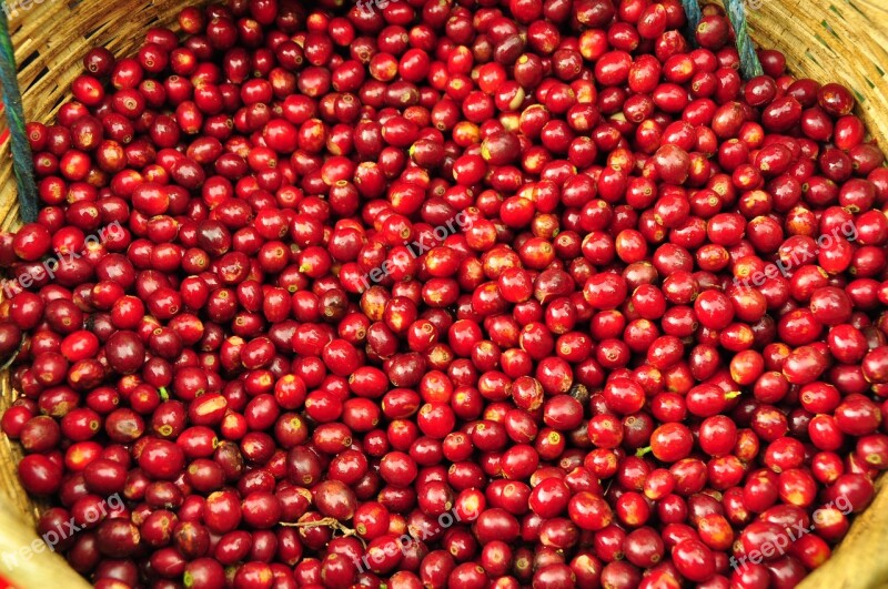 Coffee El Salvador Coffee Grains Harvest Free Photos