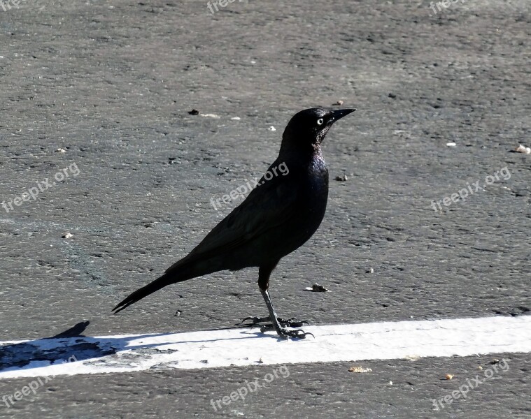 Black Bird Black Bird Standing Bird On Blacktop