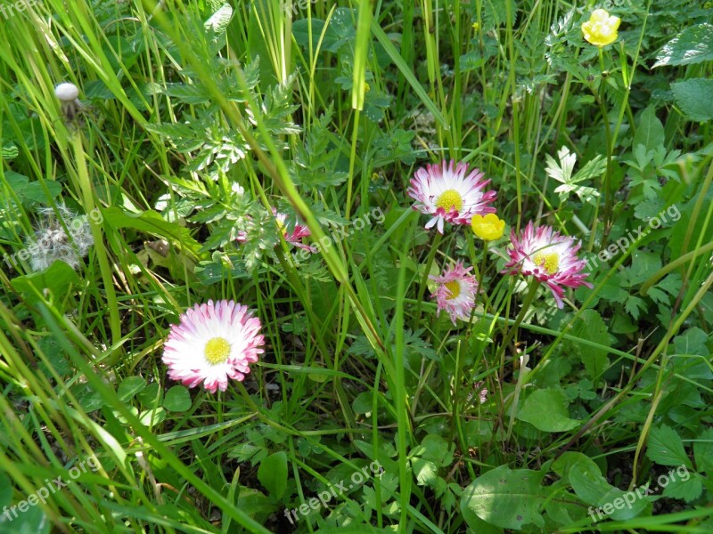 Wild Plant Nature Green Prato Vegetation