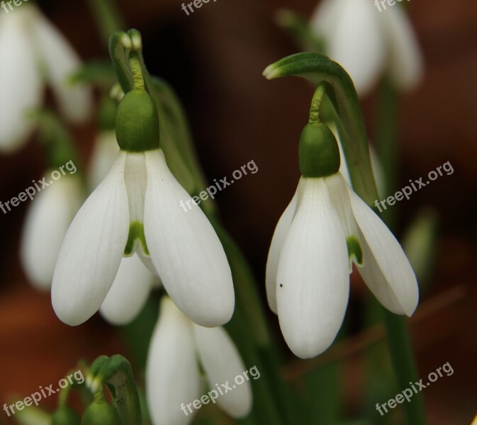 Snowdrop Flower Blossom Bloom Spring