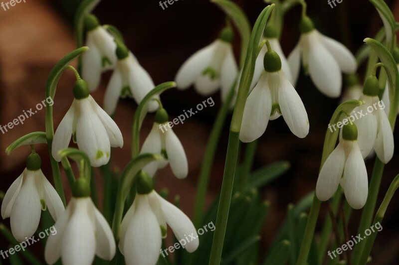 Snowdrop Flower Spring White Nature