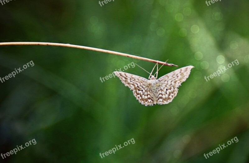 Butterfly Moth Hang Green Free Photos