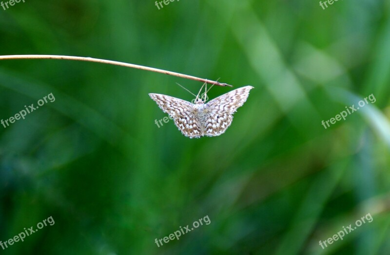 Butterfly Moth Hang Green Free Photos