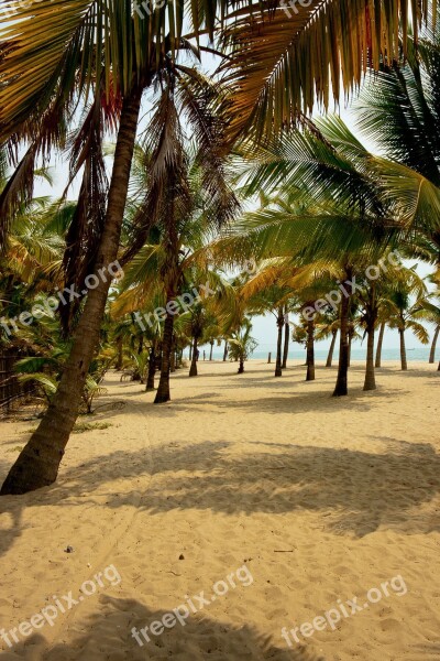 India Kerala Palm Trees Water Nature