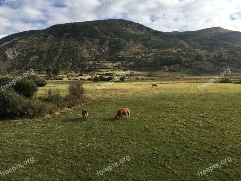 Mount Mountain Cows Nature Landscape