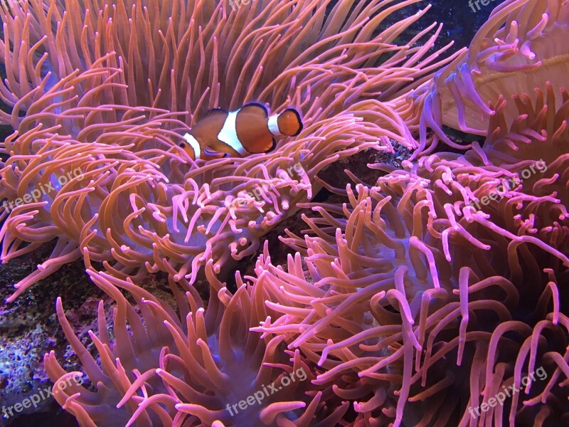 Aquarium Fish Underwater World Water Colorful