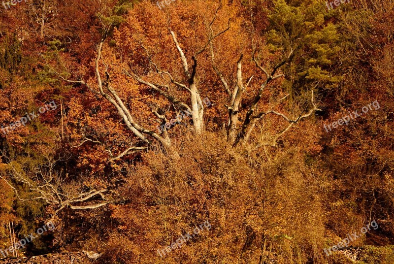 Tree Nature Autumn Autumn Light Fall Foliage