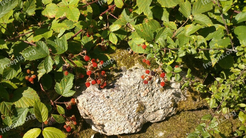 Blackberry Berry Shrubs Swedish Berries Nature